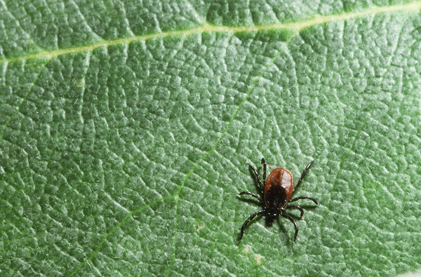 Lyme Disease Is On The Rise Again. Here’s How To Prevent It